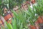 Gunnplant-nursery-10.jpg; ?>