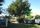Tree Lopping Landscaping Solutions