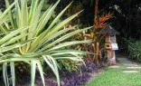 Landscaping Solutions Tropical Landscaping